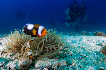Nemo clown fish in an anemone on coral reef