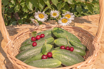 still life basket of cucumbers with a bouquet of daisies.