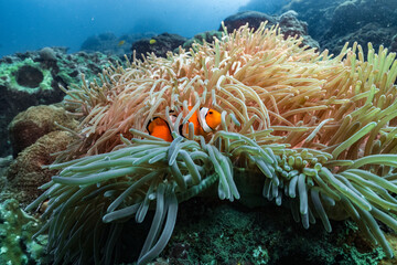 Naklejka na ściany i meble Nemo clown fish in an anemone on coral reef