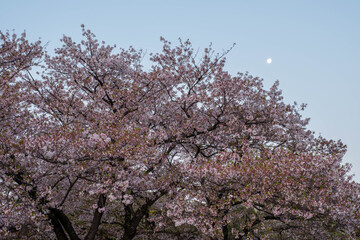 夜明けの月と桜の花