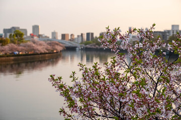 都市の河川と桜の花