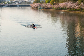 桜咲く都市の河川を進む手漕ぎボート