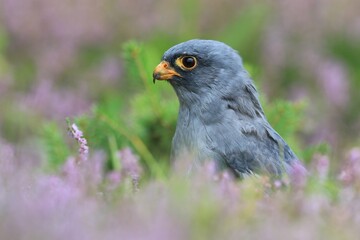 Red-footed falcon sitting on the meadow with violet flowers. Falco vespertinus in the nature habitat.