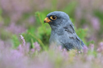 Obraz premium Red-footed falcon sitting on the meadow with violet flowers. Falco vespertinus in the nature habitat.