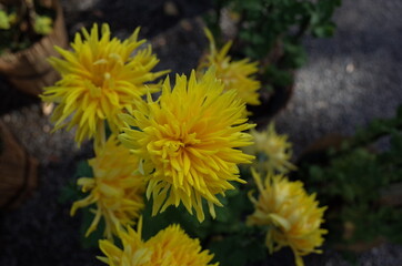 Light Yellow Flower of Chrysanthemum 'Edo Giku' in Full Bloom
