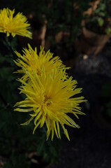 Light Yellow Flower of Chrysanthemum 'Edo Giku' in Full Bloom
