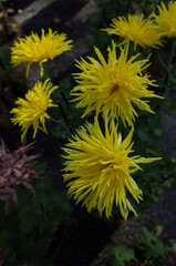 Light Yellow Flower of Chrysanthemum 'Edo Giku' in Full Bloom
