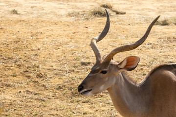 Naklejka na ściany i meble Male Greater Kudu, tragelaphus strepsiceros, happily munching on some fresh hay. Sandy background