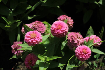 Colorful garden flowers on a green lawn