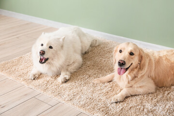 Cute funny dogs on soft carpet at home