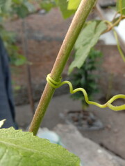 vine tendrils that tie tightly to tree branches