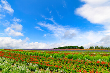 フラワーランドかみふらの