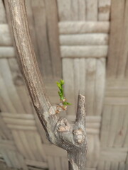 the green shoots of the katuk tree