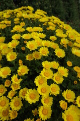 Light Yellow Flowers of Chrysanthemum 'Kengai Style' in Full Bloom
