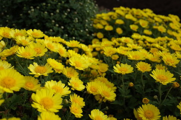 Light Yellow Flowers of Chrysanthemum 'Kengai Style' in Full Bloom
