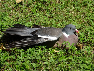 Pigeon