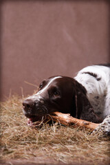 Springer spaniel dog gnaws a stick