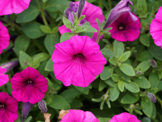 Petunia x 'Surfinia' - Surfinia, Drooping hybrid Petunia with single flower bright pink color
