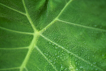 Droplet of water from raindrops on green giant Elephant ear plant's leaf
