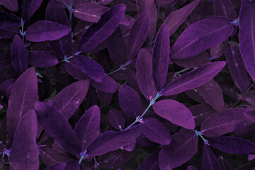 Unusual floral dark purple background. Foliage close-up. Fantastic violet plant backdrop or desktop...