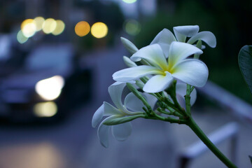  White Plumeria blooming in the evening light