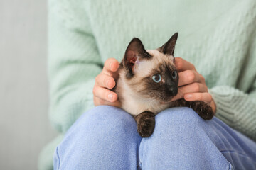 Cute Thai cat with owner at home