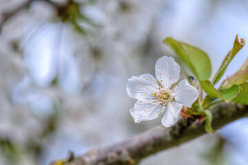 cherry blossom on blue sky