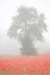 Mohnblumen und Baum im Nebel
