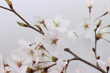 cherry tree blossom