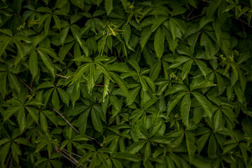 nature photography of leaves background concept photography ecology green plants from the jungle in shadow