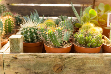 Green Cactus brown spiny thorn, planting in wooden box container