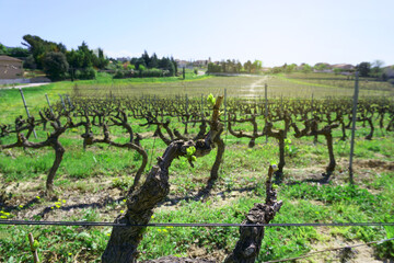 Fototapeta na wymiar Landscape field of grape fruit plant vine yard in winery farm village