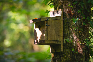 Bird box in the woods