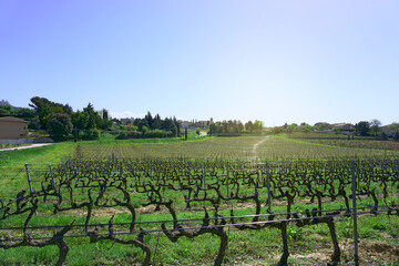 Fototapeta na wymiar Landscape field of grape fruit plant vine yard in winery farm village