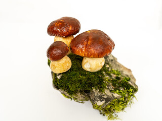 Three porcini mushrooms on a stone in moss as an illustration with copy space