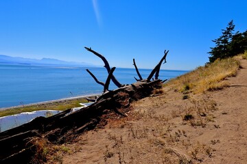 dead tree on the beach