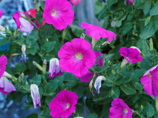 Petunia nana compacta - Petunia 'Bright rosy pink', single rose flowers with upright stems with bright green, ovate foliage