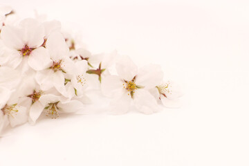 white cherry blossom