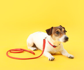 Cute Jack Russel terrier with lead on color background