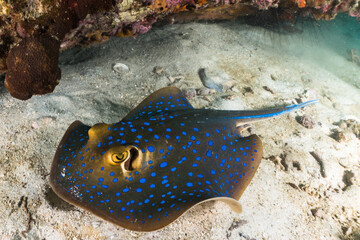 blue spotted sting ray on coral reef with scuba divers