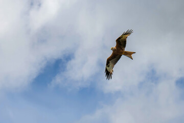 eagle in flight
