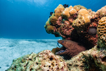 Moray eel in coral reef getting cleaned - obrazy, fototapety, plakaty