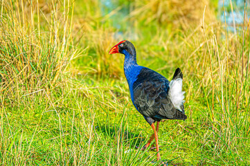 Colourful Waterhen