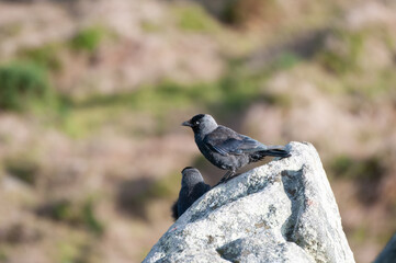Jackdaw