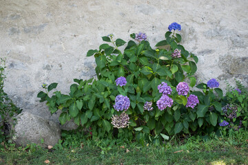 closeup of blue flowers of hydrangea in a private garden