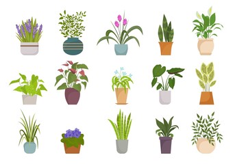 Houseplants in pots set. Botanical collection with colorful flowers leaves natural decorative design tropical thickets diverse natural form home and office interiors. Vector floristic.