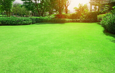 Green grass lawn with bush and tree in outdoor backyard garden