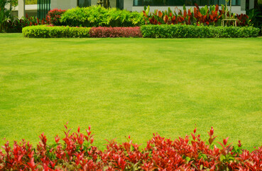 Green grass lawn in garden with red and green color leaf bush