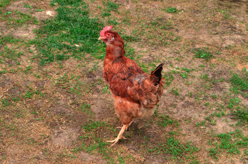 Brown chicken walks in the yard. Orange chicken that went for a walk on the grass. Village theme. Copy spase for text