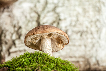 appetizing mushrooms in a forest in moss